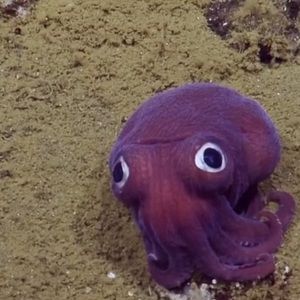 Meet your Posher, Lizzie